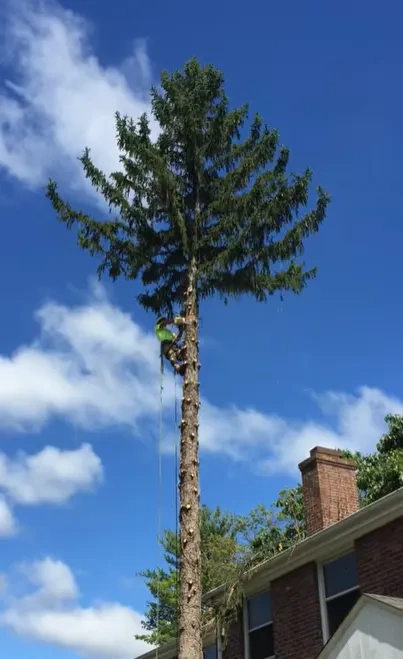 Cutting Tree Peoria IL
