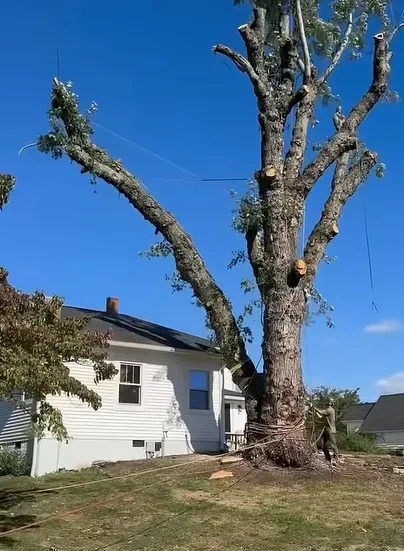 Peoria Tree Removal