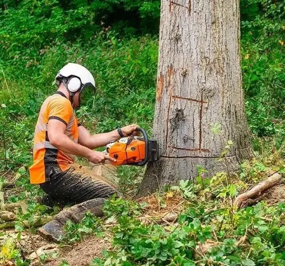 Tree Removal Service Peoria