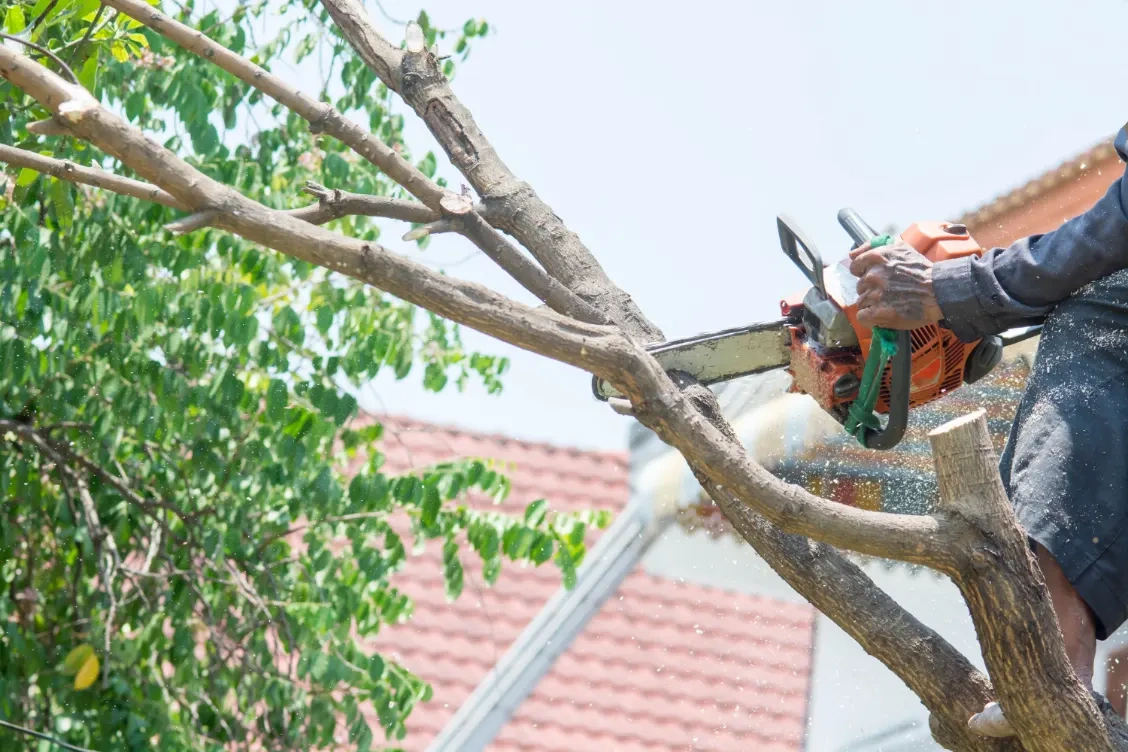 Tree Trimming Service