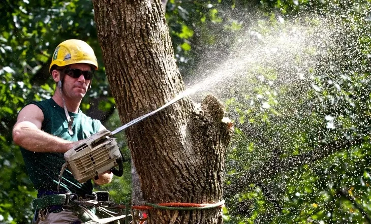 affordable arborist Peoria IL