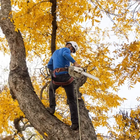 arborist Peoria IL