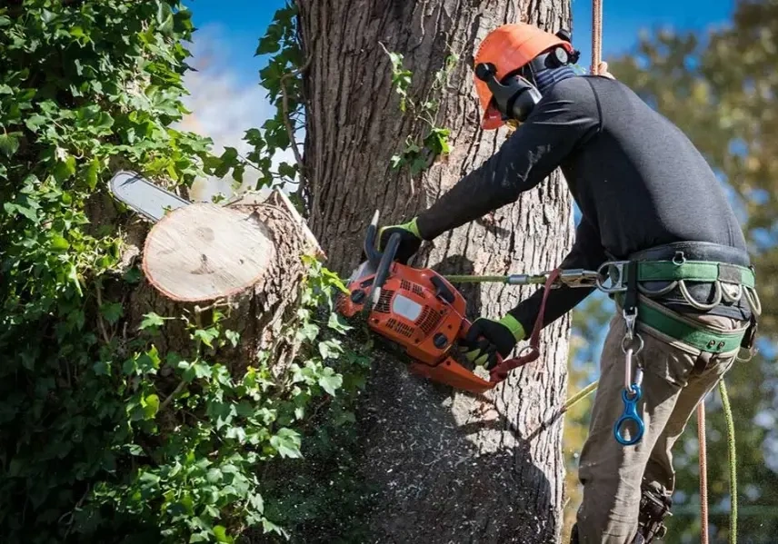 arborist service Peoria IL