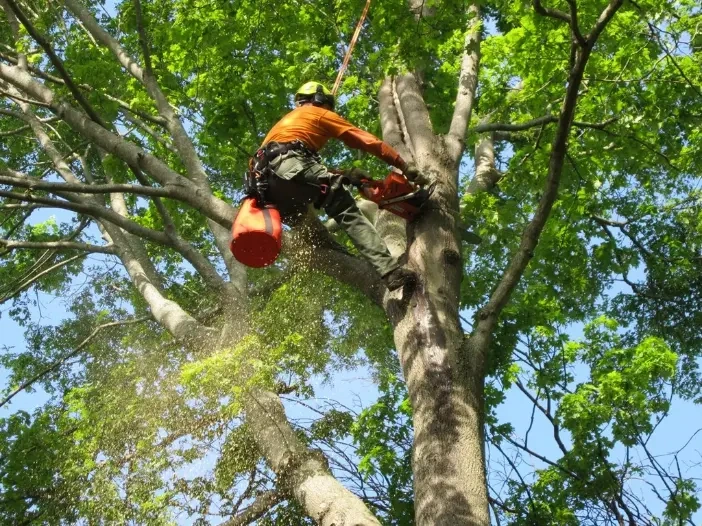 certified arborist service Peoria IL