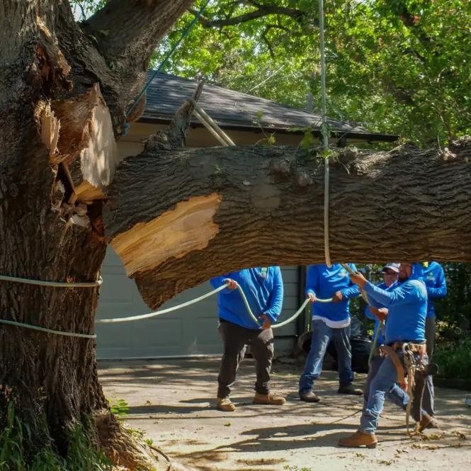 Emergency Tree Removal Peoria IL