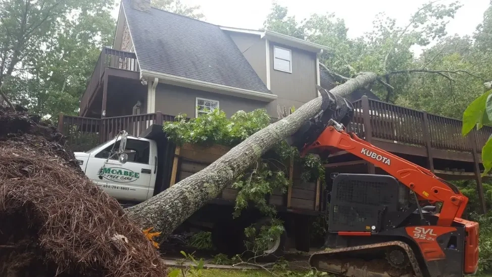 emergency tree removal service near me