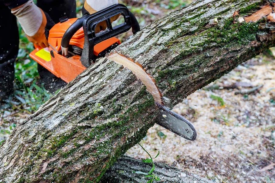 peoria tree service