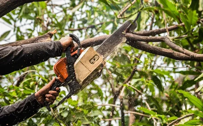 peoria tree trimming and pruning