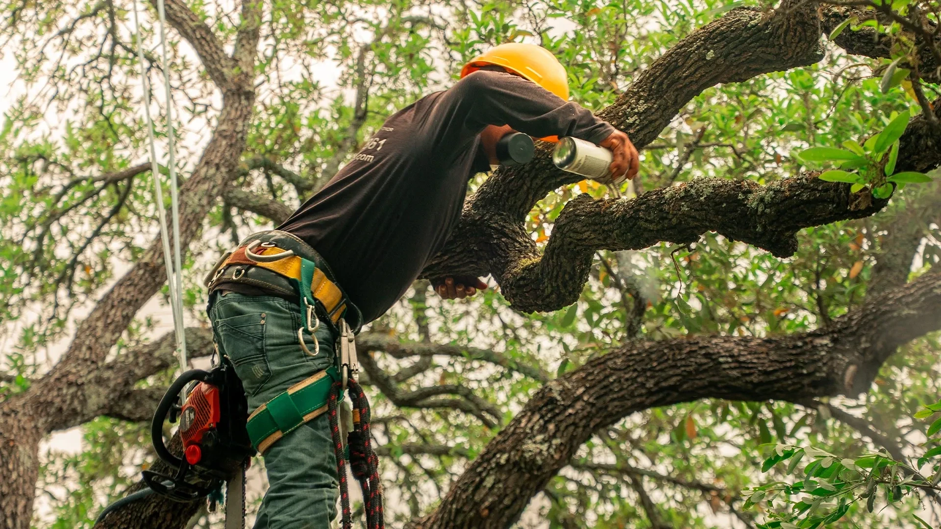 top rated tree service peoria il