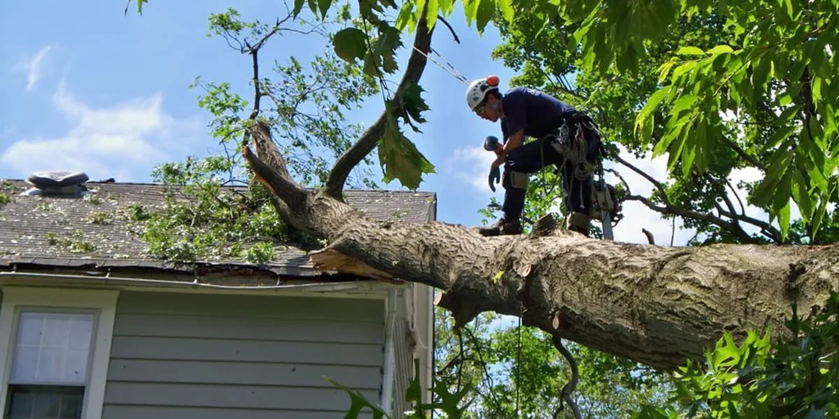 tree service near me