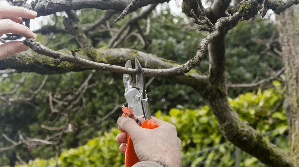 tree trimming and pruning Peoria IL