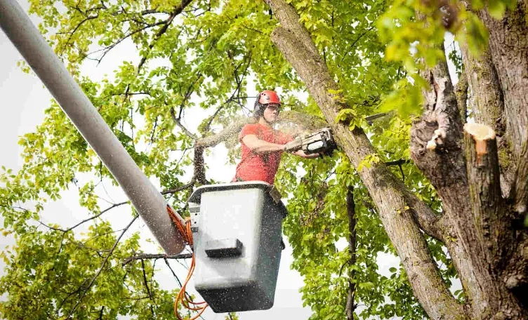 Bucket truck trimming high tree limbs over a Peoria IL street