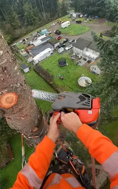 Dead ash tree with bark peeling in Peoria IL — priority removal before storm season