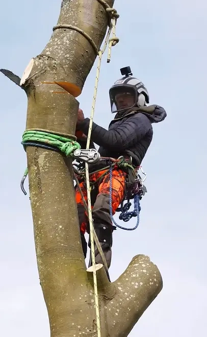 Arborist examining tree root flare and trunk base during a risk assessment in Peoria IL