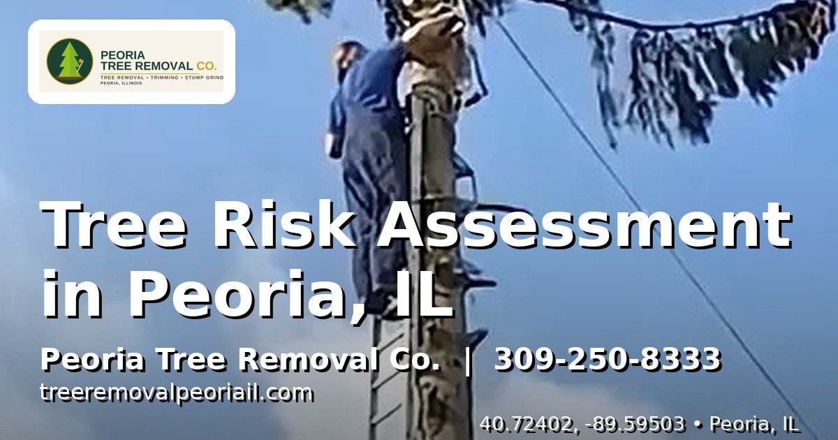 experienced arborist inspecting a large tree trunk for risk assessment in Peoria IL