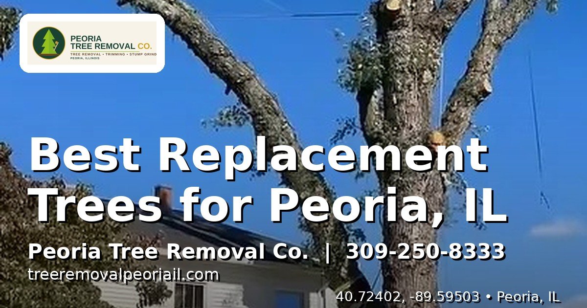 Young newly planted shade tree in a Peoria IL front yard as a replacement after tree removal