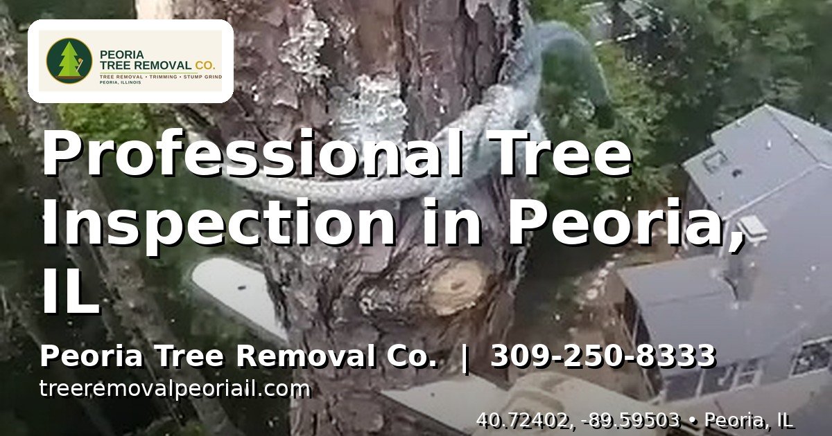 Professional arborist inspecting a tree trunk in Peoria IL