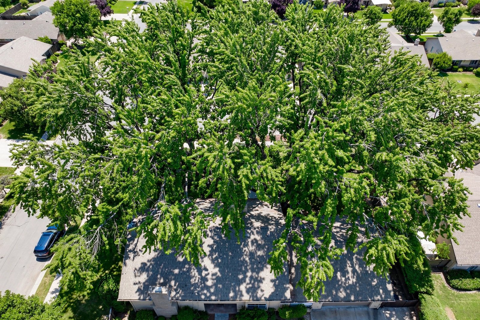 aerial view of tree branches over a house roof