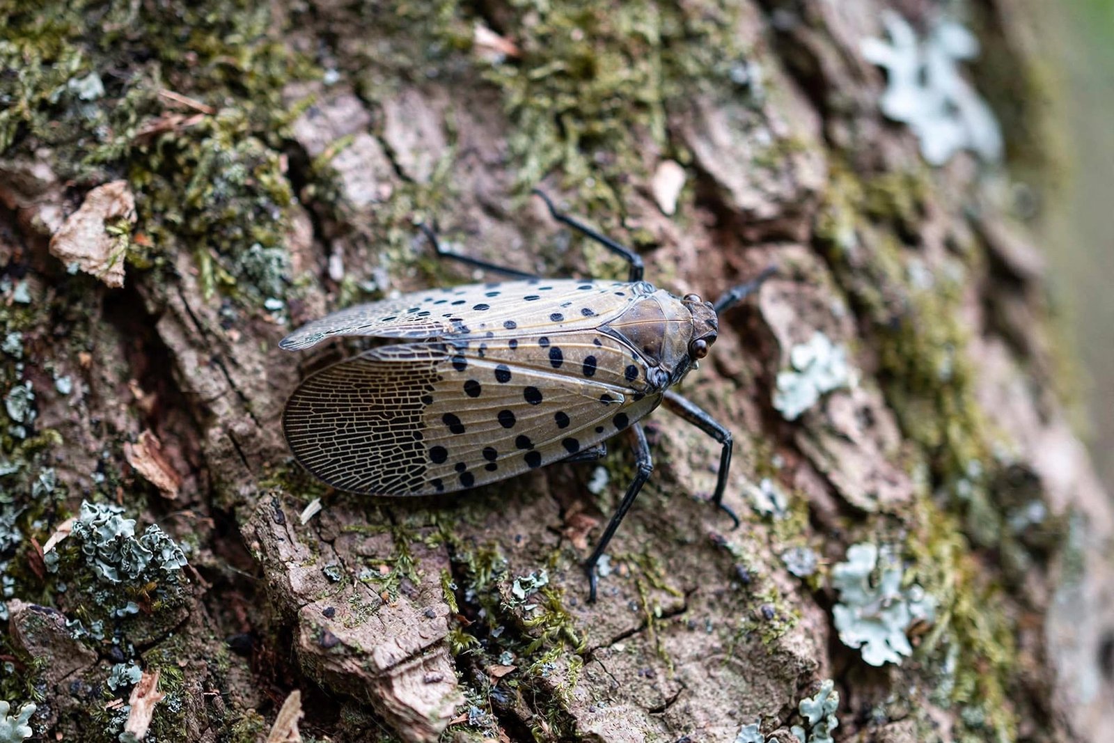 spotted lanternfly on tree bark