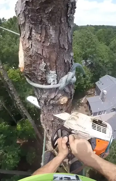 Bradford pear tree with split trunk in Peoria IL — example of a tree to avoid planting