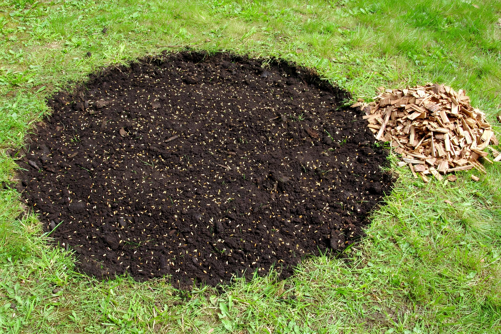 Freshly backfilled stump grinding hole with new grass seed in a Peoria IL lawn