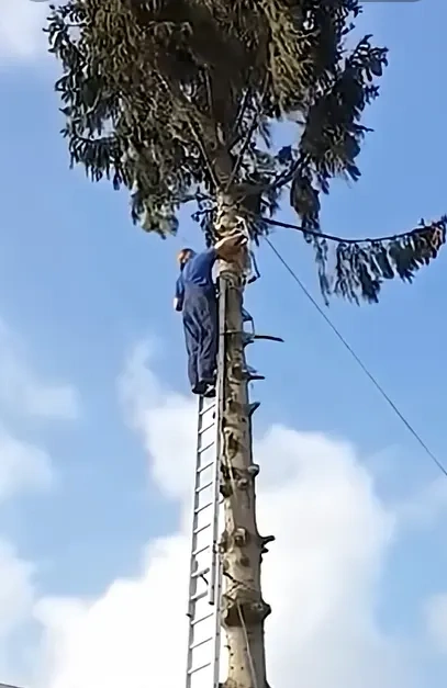 Tree crew trimming trees at multiple rental properties in Peoria IL on a maintenance route