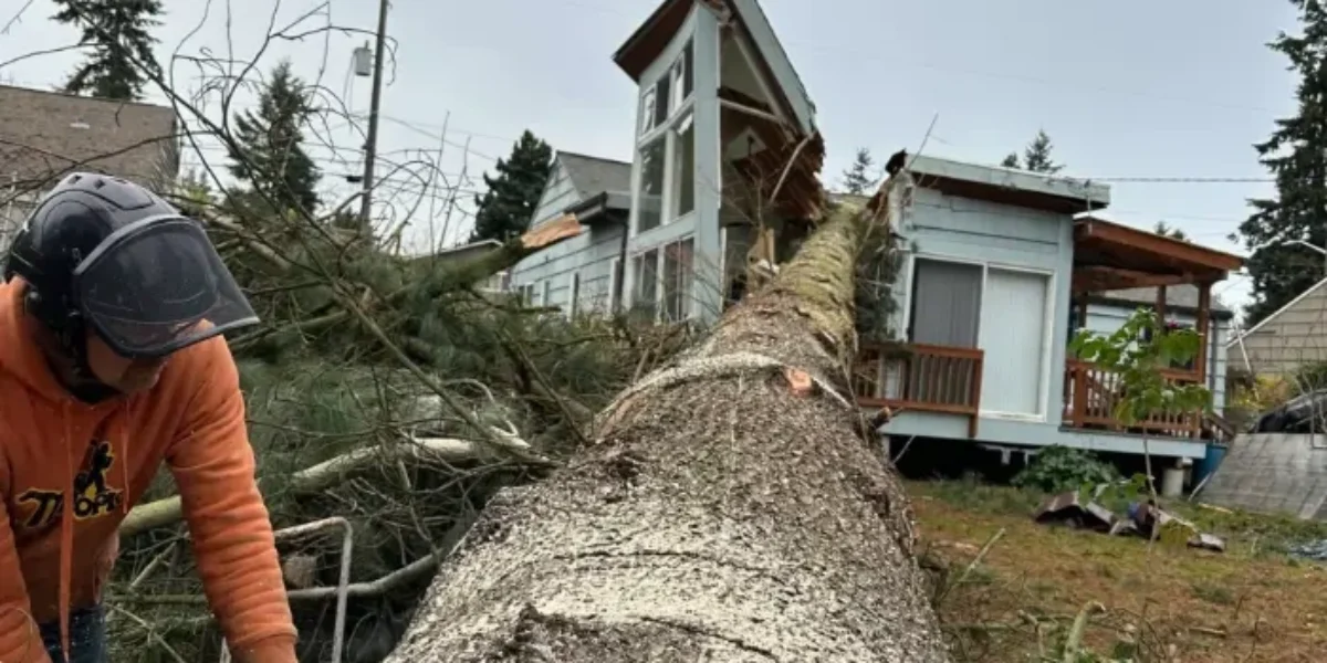 Peoria Emergency Tree Removal