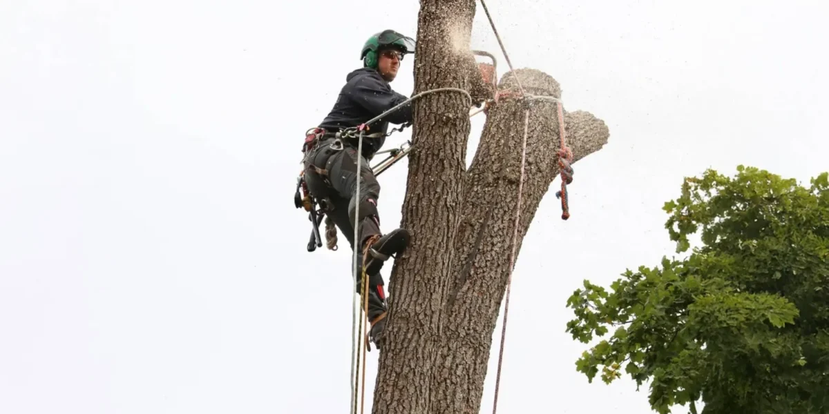 Tree Removal East Peoria